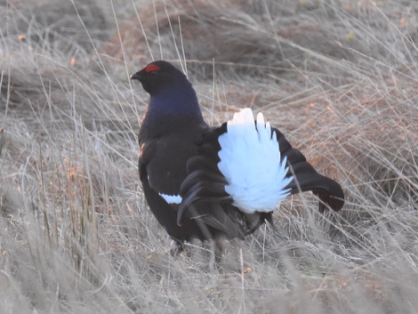 Black grouse